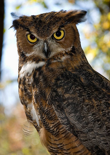 istock great horned owl, adult 145150586