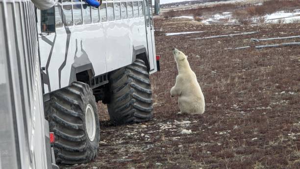 istock Polar Bear Interacting with Tour Vehicles. 1451505945