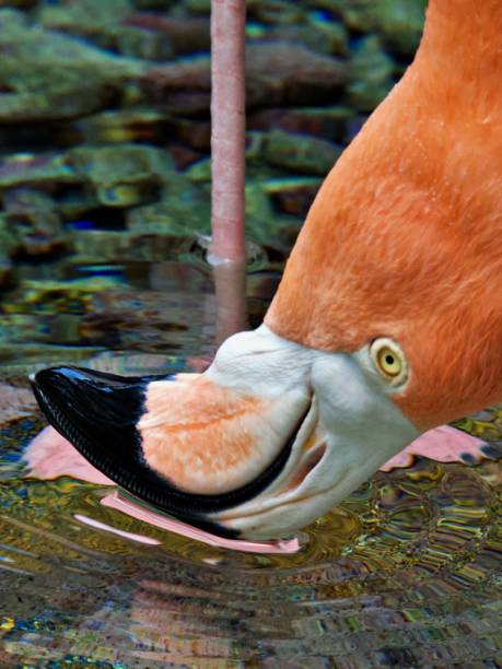 istock Close up on flamingo 1451506331