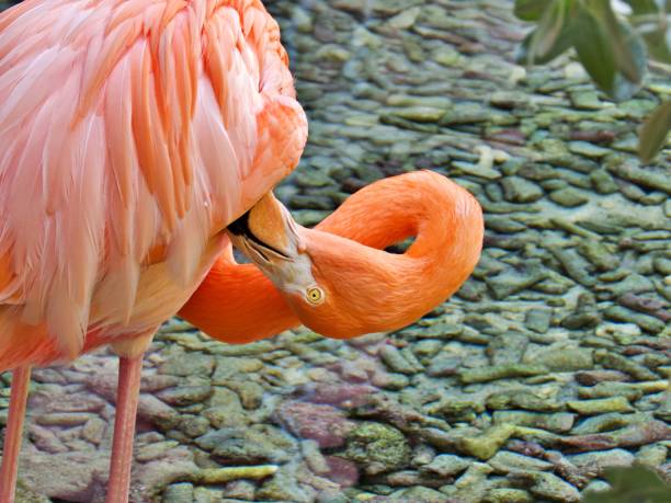 istock Close up on flamingo 1451506538