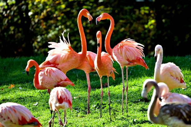 istock Group of flamingos 1451506625