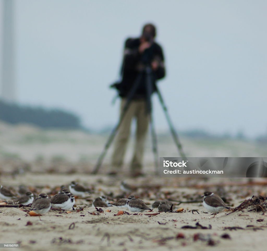 Maçaricos Birder assistir semipalmado - Foto de stock de Assistindo royalty-free