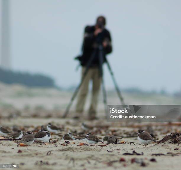 Смотреть Semipalmated Plovers Birder — стоковые фотографии и другие картинки Бинокль - Бинокль, Внимательно смотреть, Глаз животного