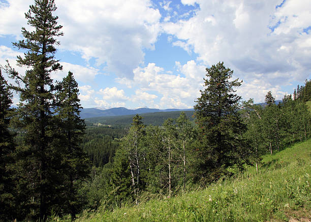 Foresta in Montagne Rocciose Canadesi - foto stock