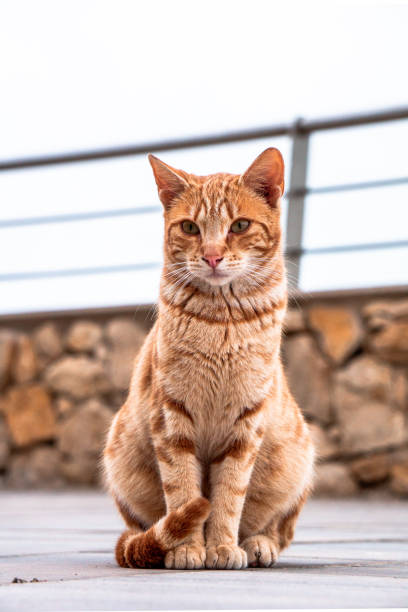 istock Portrait of a sitting stray cat. 1451507254