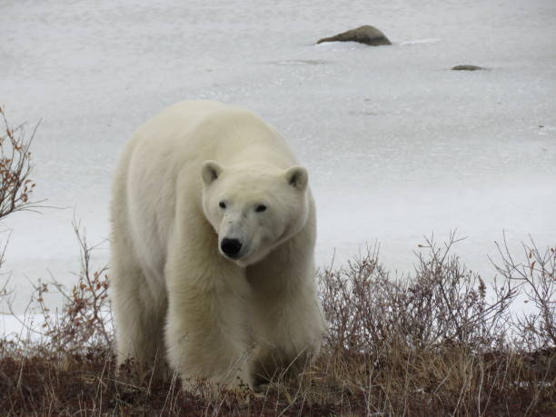istock Polar Bear Face Close-up Photography 1451507342