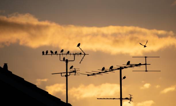 istock Silhouette of birds perching on antennas 1451507423