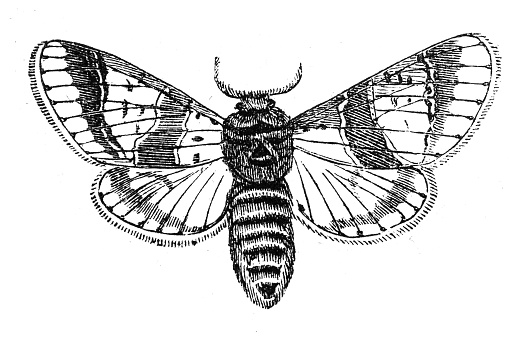 Puss moth (Cerura vinula)
