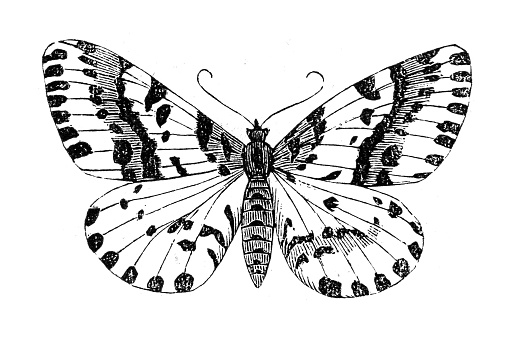 Abraxas grossulariata is a moth of the family Geometridae, native to the Palearctic realm and North America. Its distinctive speckled coloration has given it a common name of magpie moth