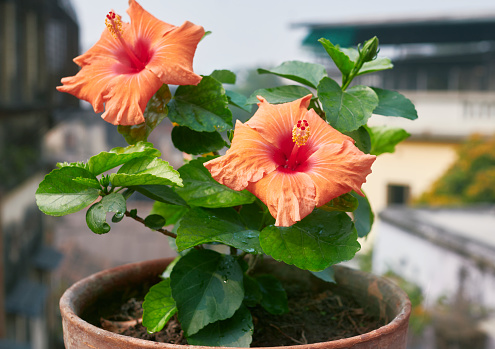 Spathodea campanulata, is commonly known as the Fountain Tree, African Tulip Tree, Pichkari or Nandi Flame. It is a tree that grows between 7\
