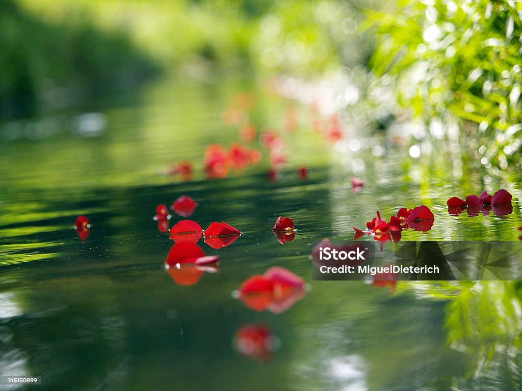 Rose petals in the water RosenblAtter floating in the water Adult Stock Photo