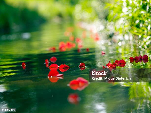 Rose Petals In The Water Stock Photo - Download Image Now - Adult, Botanical Spa Treatment, Ceremony