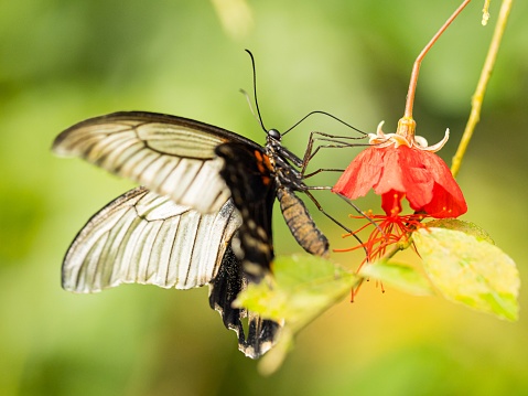 The great yellow Mormon butterfly (Papilio lowi) resting on a flower on the blurred background