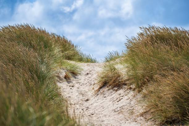 istock Footpath over sand dune at Northsea 1451509663