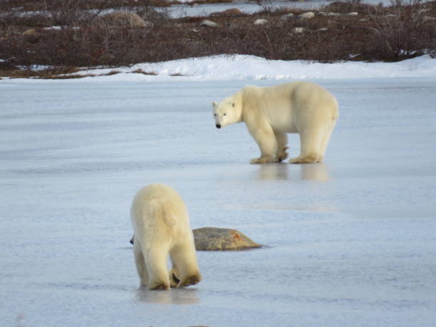 istock Polar Bears Walking on Ice 1451509823