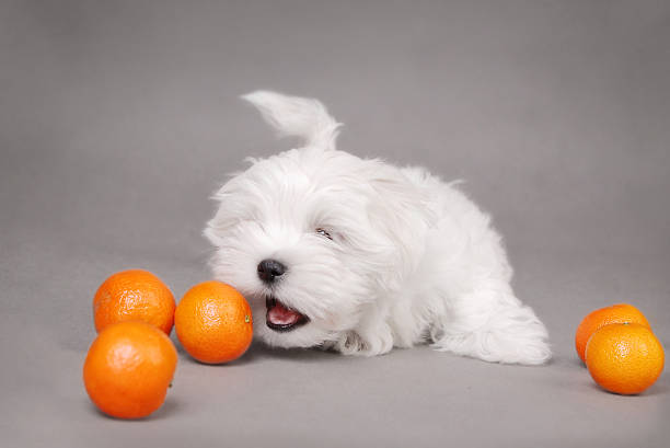Maltese Dog Puppy with oranges