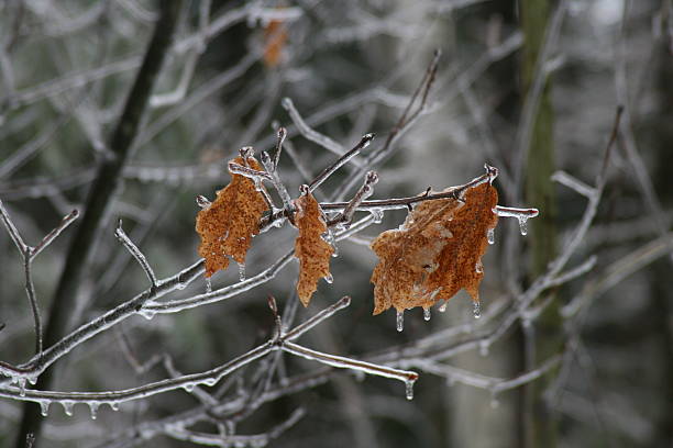 frozen tree branches stock photo