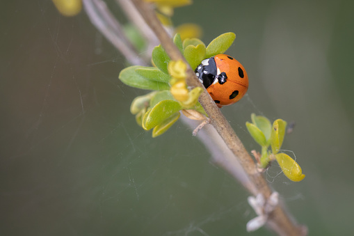 Ladybug in their natural environment.