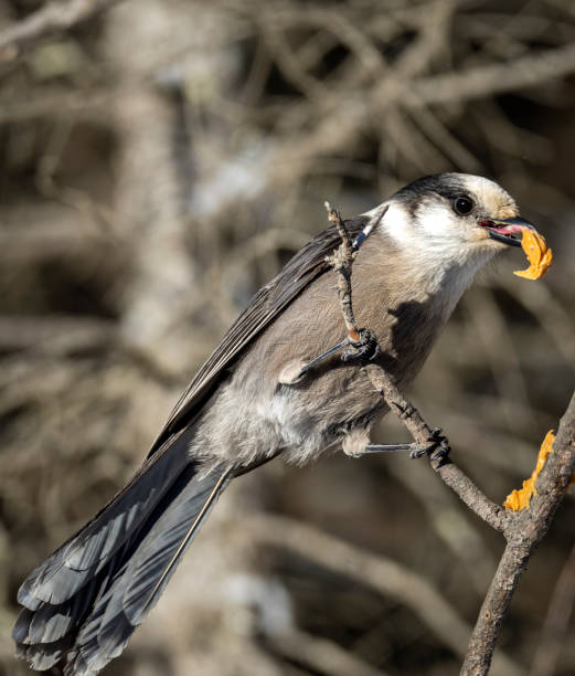 istock Gray jay eating peanut butter off a branch 1451512803