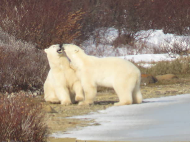 istock Two Male Polar Bears Jousting for Supremacy. 1451512915