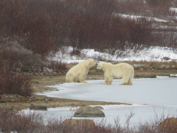 istock Two Male Polar Bears Jousting for Supremacy. 1451513364
