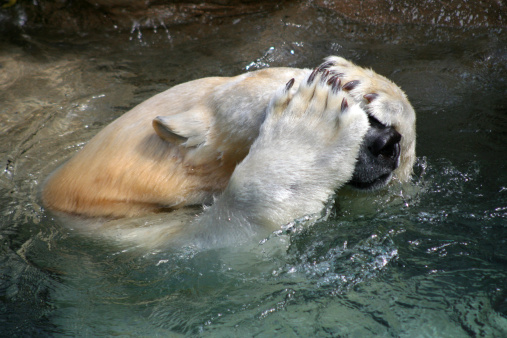 Polar Bear playing in water