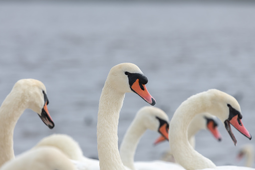 Head shot of mute swans (cygnus olor) together in the water