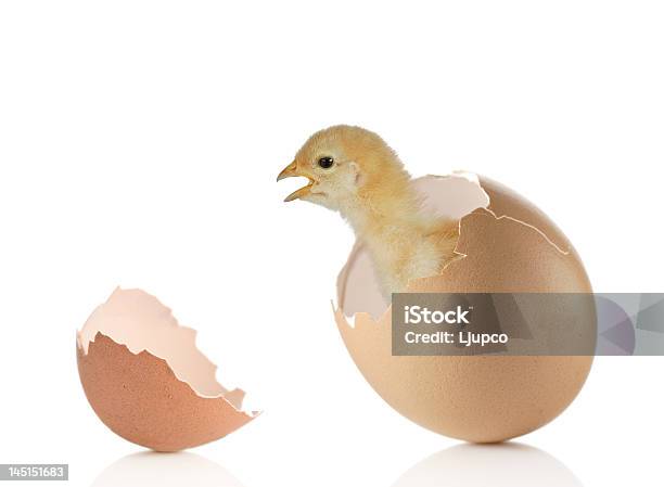 Vida Nueva Foto de stock y más banco de imágenes de Huevo - Comida básica - Huevo - Comida básica, Huevo - Etapa de animal, Salir del Huevo