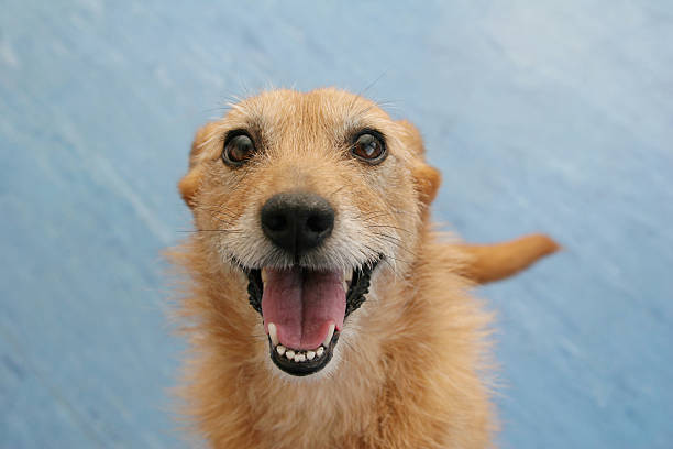 Brown scruffy dog with a happy grin. Shallow depth of field, blue lino background. 