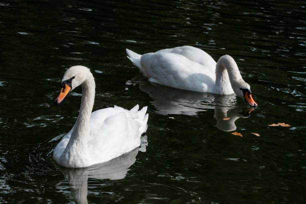 istock White swan waterbirds couple with reflection 1451517919