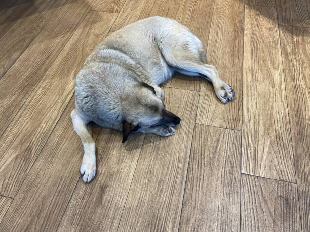 istock A dog sleeping on the wood flooring 1451519952