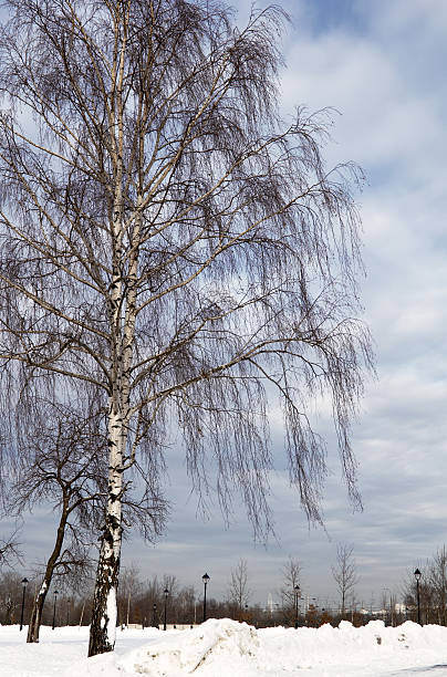 Zimą birch – zdjęcie
