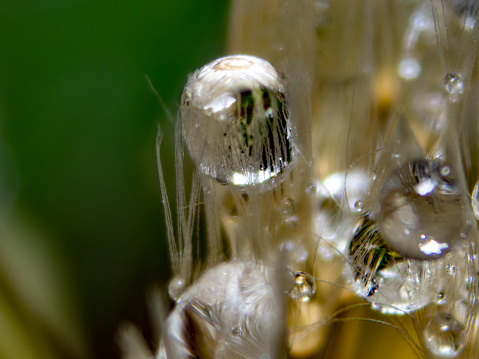 microscopic photo of raindrops on dandelion fluff