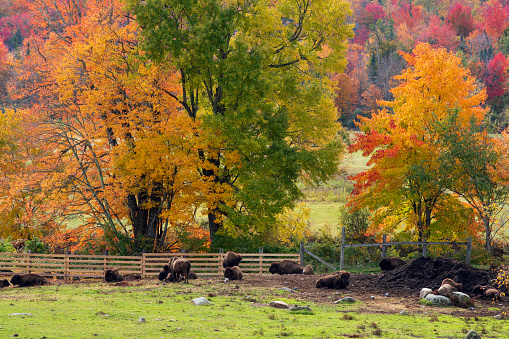 Farm in Autumn, North Hudson, New York, USA