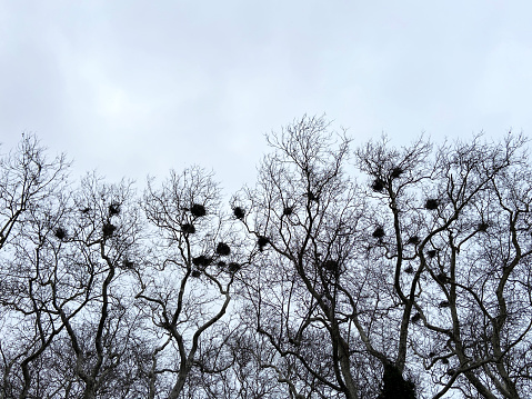 Bird's nests on deciduous tree branches with sky background