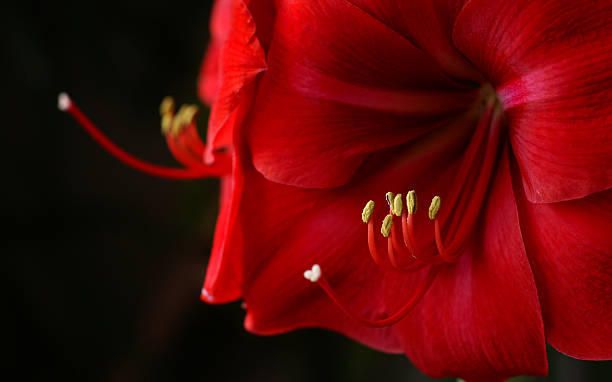 2 つの花 ストックフォト