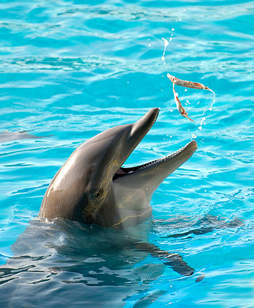 Dolphin 04 stock photo