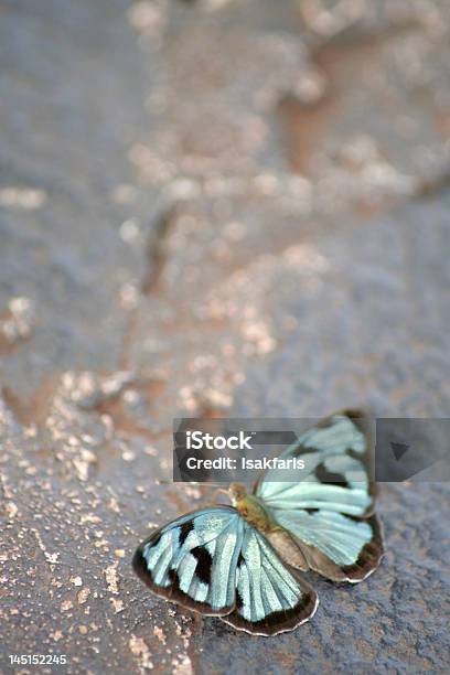 Голубая Бабочка — стоковые фотографии и другие картинки Бабочка - Бабочка, Вертикальный, Животное