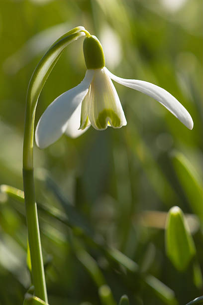 Snowdrop stock photo