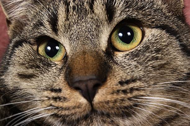 istock head of pussy cat 145152357