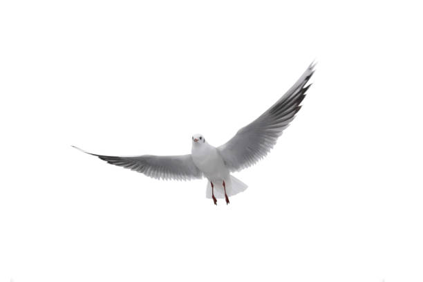 istock Seagull in flight with spread wings isolated on white background 1451524830