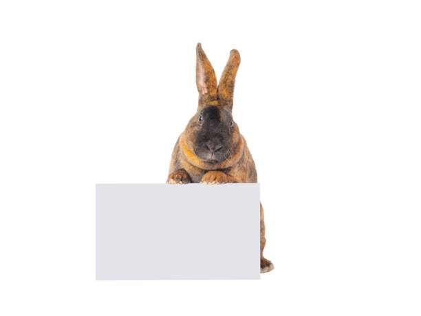istock brown rabbits stands with a white box isolated on white background 1451525024