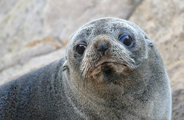 otária (arctocephalus forsteri - otaria - fotografias e filmes do acervo