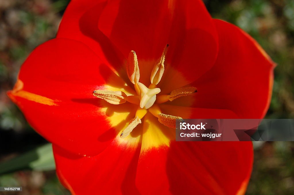 Czerwony Tulipan w Spring - Zbiór zdjęć royalty-free (Aspiracje)