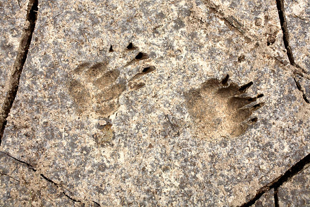 istock Animal footprints in dry mud 145152728