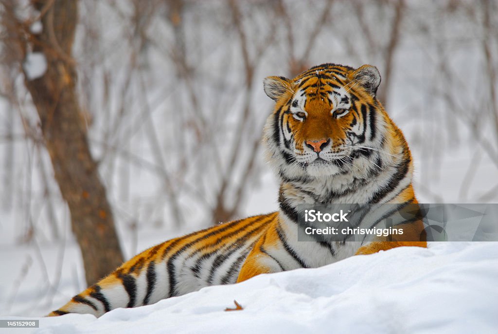 Zrelaksowany Amur Tiger (Husky - Zbiór zdjęć royalty-free (Tygrys syberyjski)