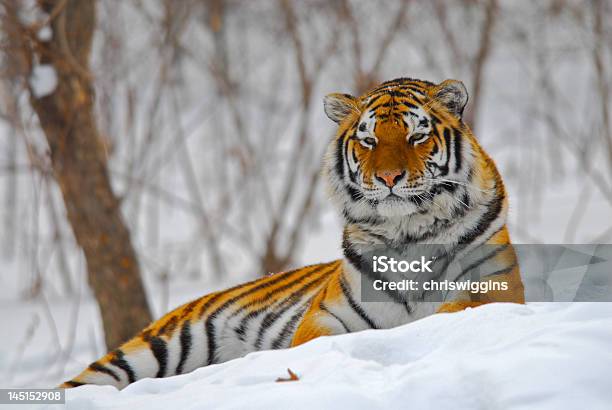 Zrelaksowany Amur Tiger Husky - zdjęcia stockowe i więcej obrazów Tygrys syberyjski - Tygrys syberyjski, Śnieg, Bez ludzi