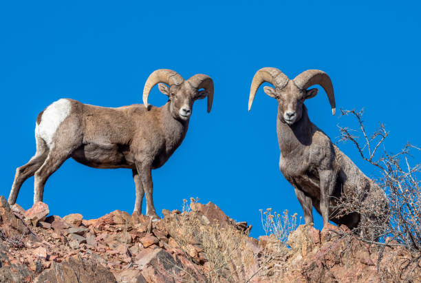 istock Bighorn Sheep on a Mountain Top 1451530788