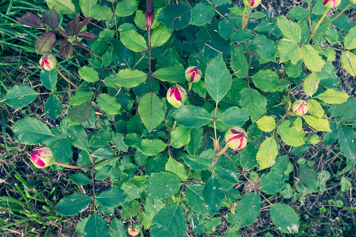 Red roses bush, top view. Composition of unopened rose buds among the green leaves for publication, poster, calendar, post, screensaver, wallpaper, postcard, banner, website. High quality photography