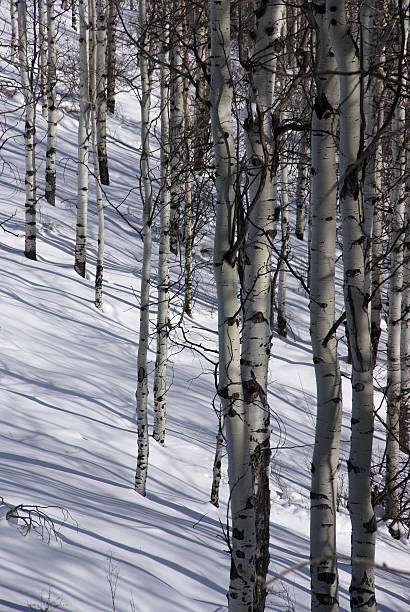 istock Winter, aspens in snow with blue sky 145153120